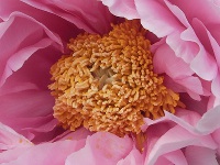 ボタン〔牡丹〕の花（写真）